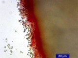 Inocybe napipes image