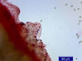 Inocybe napipes image