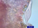 Inocybe napipes image