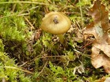 Inocybe napipes image