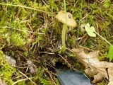 Inocybe napipes image