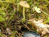 Inocybe napipes image