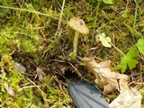 Inocybe napipes image