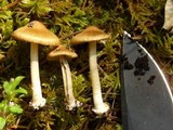 Inocybe napipes image