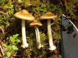 Inocybe napipes image