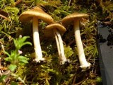 Inocybe napipes image