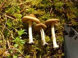 Inocybe napipes image
