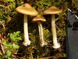 Inocybe napipes image