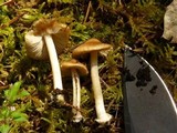 Inocybe napipes image