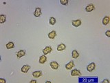 Inocybe napipes image