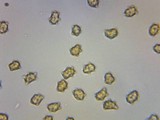 Inocybe napipes image