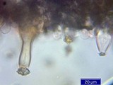 Inocybe napipes image
