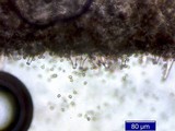 Inocybe napipes image