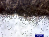 Inocybe napipes image