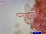 Inocybe napipes image