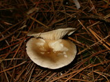 Ampulloclitocybe clavipes image