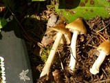 Inocybe mixtilis image