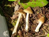 Inocybe mixtilis image