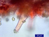 Inocybe mixtilis image
