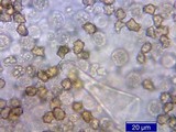 Inocybe mixtilis image