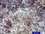 Inocybe mixtilis image