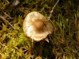 Inocybe mixtilis image