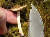 Inocybe mixtilis image