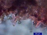 Inocybe mixtilis image
