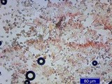Inocybe mixtilis image