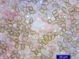Inocybe mixtilis image