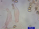 Inocybe mixtilis image