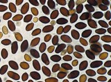 Panaeolus subbalteatus image