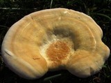 Ganoderma curtisii image