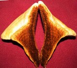 Ganoderma curtisii image