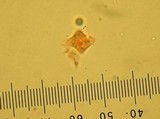 Tetrapyrgos nigripes image