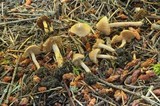 Inocybe flocculosa image