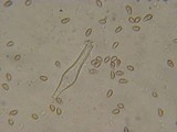 Inocybe flocculosa image