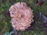Sarcodon scabrosus image