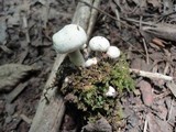 Asterophora lycoperdoides image