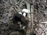 Asterophora lycoperdoides image