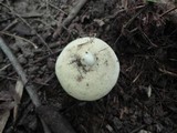 Lactarius subvellereus image