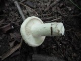 Lactarius subvellereus image