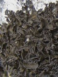 Lathagrium cristatum image