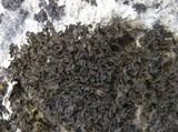 Lathagrium cristatum image