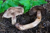 Agaricus fuscovelatus image