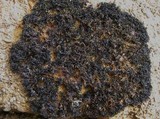 Lichina pygmaea image