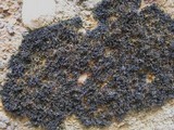 Lichina pygmaea image