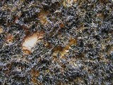 Lichina pygmaea image