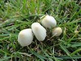 Conocybe apala image