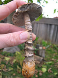 Amanita protecta image